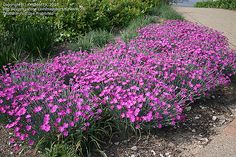 some purple flowers are growing in the dirt