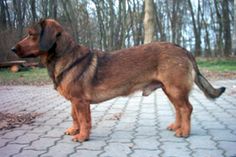 a large brown dog standing on top of a brick road next to trees and grass