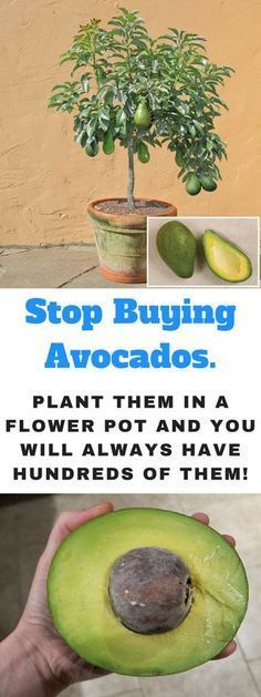 an avocado is being held in front of a sign that says stop buying avocados plant them in a flower pot and you will always have hundreds of them