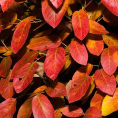 red and yellow leaves are on the ground