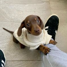 a small brown dog wearing a sweater sitting next to a person's feet on the ground