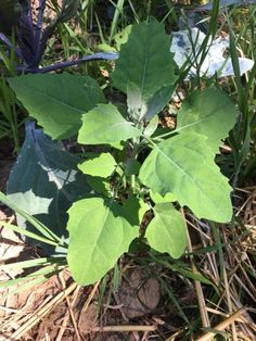 a close up of a plant with large leaves on the ground near some grass and dirt