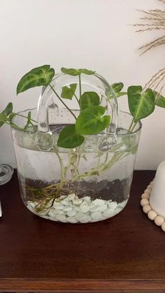 a plant in a glass bowl with rocks and pebbles on a wooden table next to a lamp