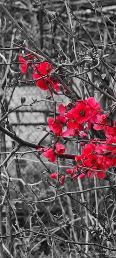 black and white photo with red flowers in the foreground