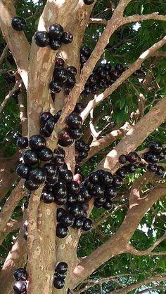 the fruit is growing on the tree and ready to be picked from it's branches