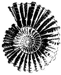 an abstract black and white drawing of a shell