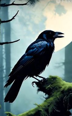 a black bird sitting on top of a moss covered tree branch in front of a full moon