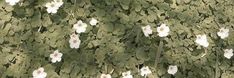 white flowers growing on the side of a tree