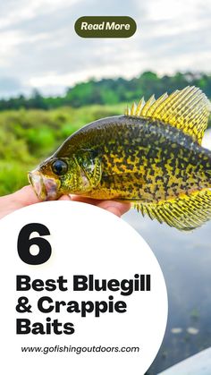 a person holding a fish in their hand with the text 6 best bluegill and crappie baits