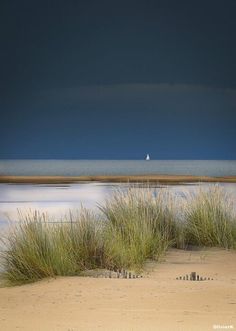 the grass is growing out of the sand