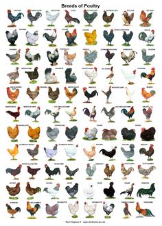 an image of different types of chickens