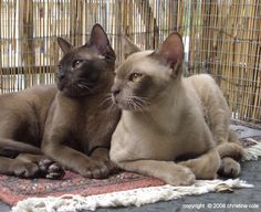 two siamese cats laying next to each other in front of a bamboo fence and looking off into the distance