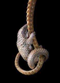 an animal that is hanging from a rope