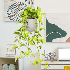 a potted plant sitting on top of a desk