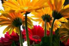 some yellow and red flowers are in a vase