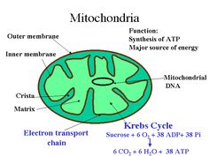 Additional Functions:     1) Regulation of the membrane potential  2) Apoptosis-programmed cell death  3) Regulation of cellular metabolism  4) Certain heme synthesis reactions Membrane Potential, Krebs Cycle, Mitochondrial Dna, Structure And Function, Plant Cell, Behavior Analysis, Spectrum Disorder