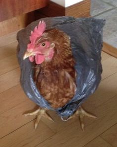 a chicken with a plastic bag around it's neck standing on the wooden floor