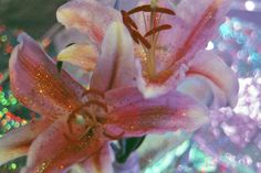 a close up of a pink flower on a blurry background with lights in the background