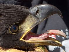 a close up of a bird with its mouth open