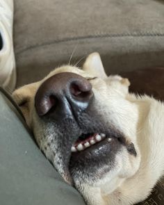 a dog is sleeping on the couch with it's eyes closed