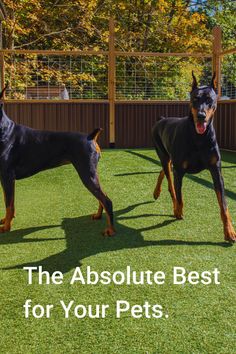 two doberman dogs standing in the grass with text that reads, the absolute best for your pets