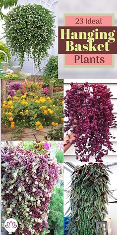 several different types of hanging basket plants in various stages of blooming, with text overlay that reads 23 ideal hanging basket plants