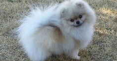 a small white dog standing on top of a grass covered field