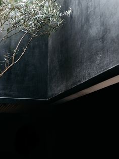 an olive tree is growing in a vase on the table next to a black wall