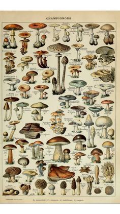 an antique mushroom poster with many different types of mushrooms on the front and back sides