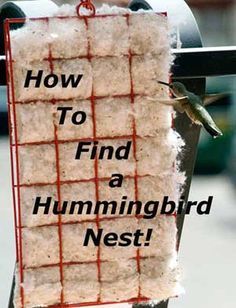 a sign that says how to find a hummingbird nest