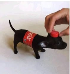 a small black dog with a red cap on it's head is being fed by a person