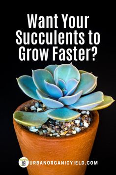 a potted plant with the words want your succulents to grow faster?