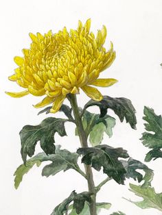 a drawing of a yellow flower with green leaves