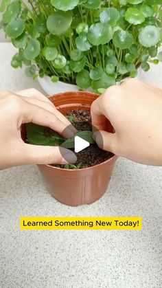 Seed to Flowers on Instagram: "Very effective wY to propagate hydrangea

#HydrangeaTips #GardenHacks #GardeningTips #HomeGardening #garden #gardening #gardenproject #plants" How To Propagate Hydrangeas, Propagate Hydrangea, Plantas Exterior, Propagating Hydrangeas, Plant Benefits, Plants Garden, Garden Yard Ideas, Growing Indoors, Easy Garden