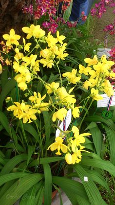 yellow flowers are growing in a pot on the ground