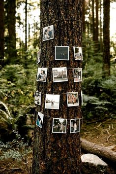 a tree with pictures pinned to it in the woods