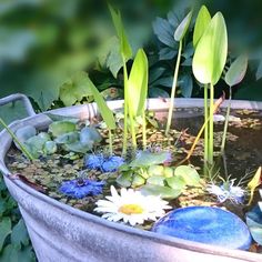 an old metal tub filled with water and lots of green plants next to some flowers