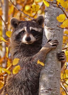 a raccoon climbing up the side of a tree in autumn time with yellow leaves