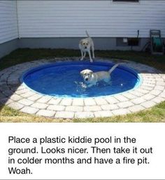 two dogs are playing in the backyard pool