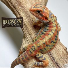 an orange and yellow lizard sitting on top of a tree branch