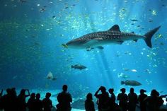 many people are standing in front of an aquarium looking at the fish and other animals