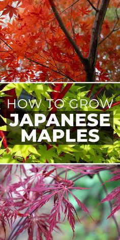 japanese maple trees with the title how to grow