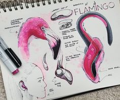 a drawing of flamingos and their features