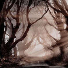 an image of a dark forest with sunbeams coming through the foggy trees