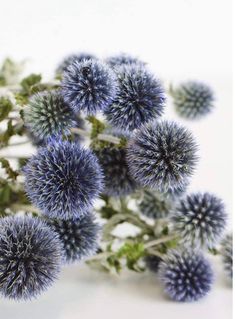 some very pretty blue flowers on a white table