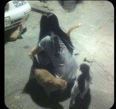 two cats and one dog are playing with each other on the sidewalk in front of a car