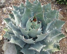 a large green plant sitting on top of a dirt ground