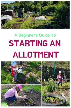 a beginner's guide to starting an allotment garden