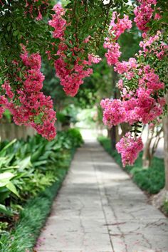 pink flowers are blooming on the side of a path in a garden with trees and shrubs