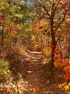 a dirt path surrounded by trees and leaves